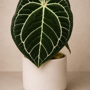 May include: A dark green heart-shaped leaf with prominent white veins, belonging to an Anthurium crystallinum plant. The plant is potted in a cylindrical, matte beige ceramic planter with a slightly recessed base and a textured surface finish.