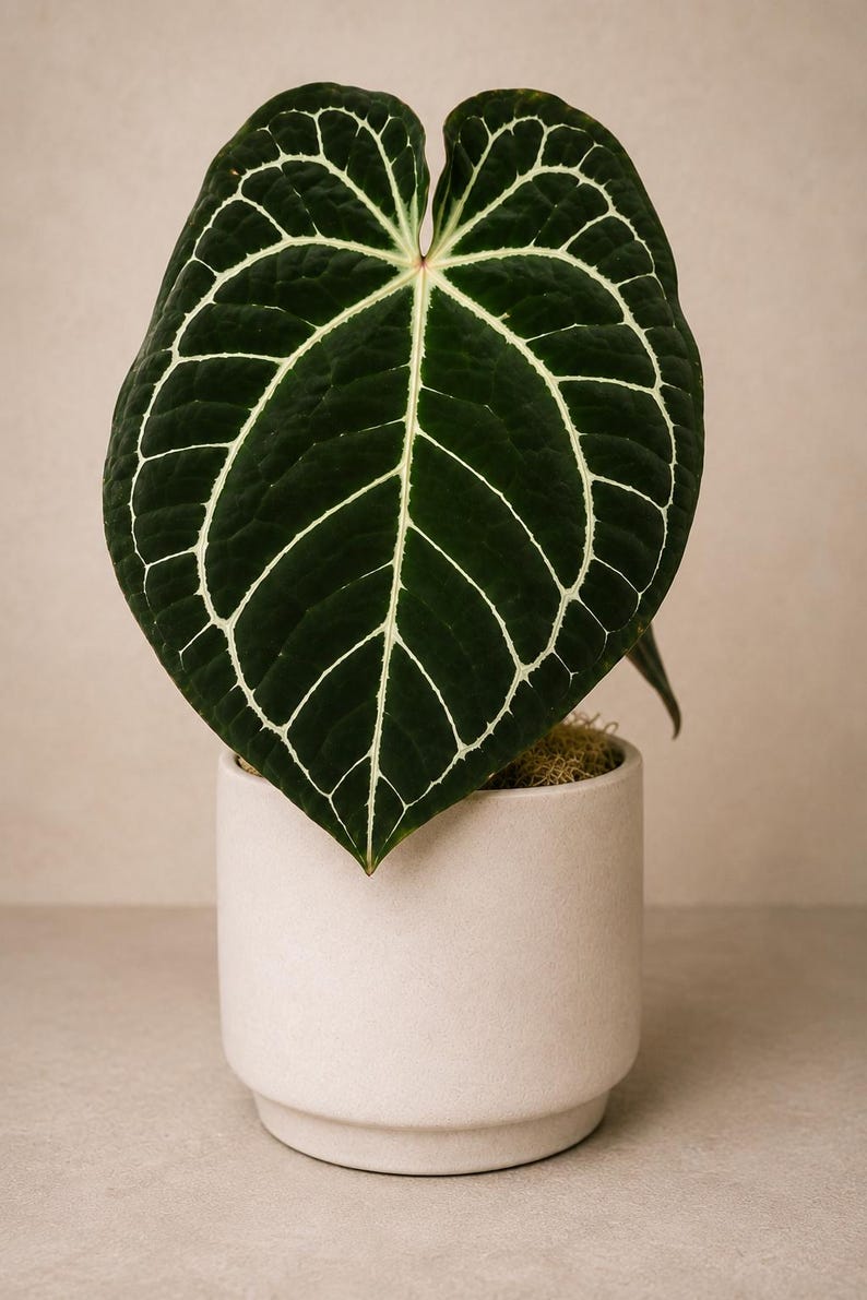 May include: A dark green heart-shaped leaf with prominent white veins, belonging to an Anthurium crystallinum plant. The plant is potted in a cylindrical, matte beige ceramic planter with a slightly recessed base and a textured surface finish.