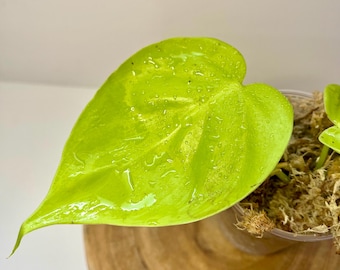 Lemon Lime Philodendron
