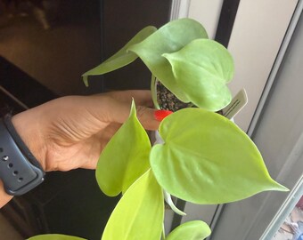 Lemon Lime Philodendron