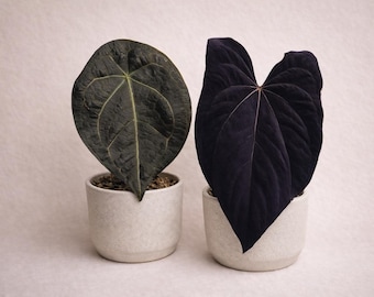 Anthurium Rhino Skin x Pap Carla Seedling - Grower's Choice