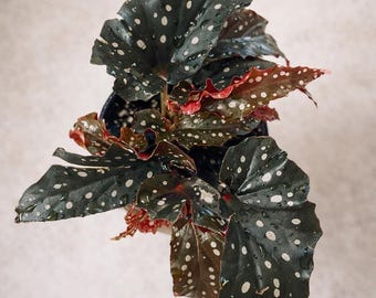 READY NOW Begonia Maculata “Nocturne”
