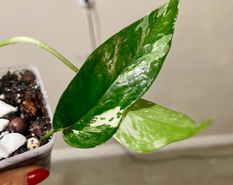 Growers Choice Epipremnum Albo Starter Plant