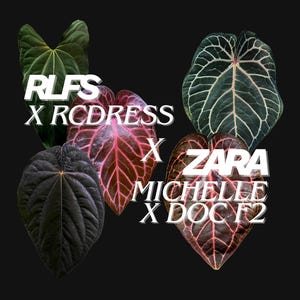 Anthurium hybrid (RLFS x RC Dress) x (ZaraMichelle x Doc F2) | Grower’s Choice Seedlings