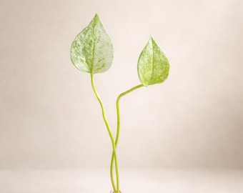 Variegated Anthurium Hookeri (Bird’s Nest) x Self Seedling | Grower’s Choice