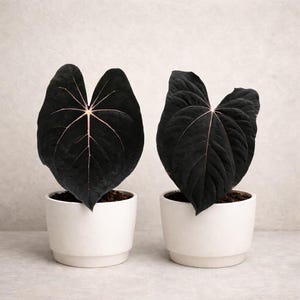 May include: Two potted plants with large, heart-shaped, dark leaves with pink veins. The plants are in white ceramic pots. The background is a light, neutral color.