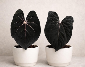 PREORDER Anthurium Seedlings Black Pap x Carla Pap (Ships 03/09-3/10)