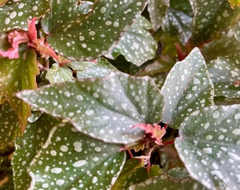 Begonia Medora | Textured Foliage Tropical Houseplant