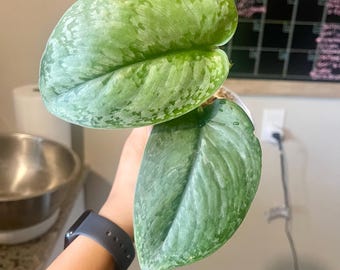 Growers Choice Scindapsus Mount Salak