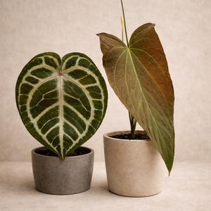 Anthurium Zara - Etsy
