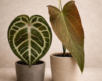 Anthurium Brielle Zara x Ree Gardens Long Long Bullet Papillaminum Seedling
