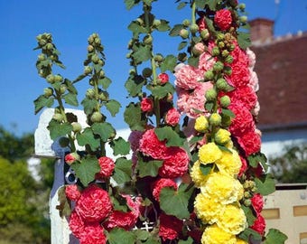 Semillas de malva real de mezcla doble, canadienses y garantizadas / Flores para jardín rústico / Semillas de flores tradicionales / Amigas de los polinizadores