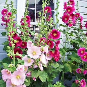 Può includere: Alte piante di malvarosa con fiori color magenta vibrante, rosso intenso e rosa pallido su lunghi steli verdi. I fiori presentano cinque petali arrotondati e centri gialli, circondati da grandi foglie verdi contro una parete azzurra.