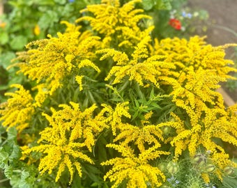 Goldenrod Seeds (Canadian) – Healing Medicinal Properties, Bee Friend, Yellow Native Prairie Flowers, Perennial Solidago 50+seeds/pk