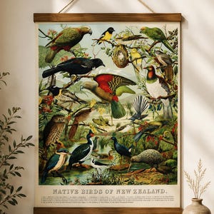 Puede incluir: Un póster de pared titulado NATIVE BIRDS OF NEW ZEALAND que presenta una ilustración detallada de varias aves coloridas en un hábitat natural, sostenido por un marco de madera con un colgador de cuerda, mostrando diversas especies.