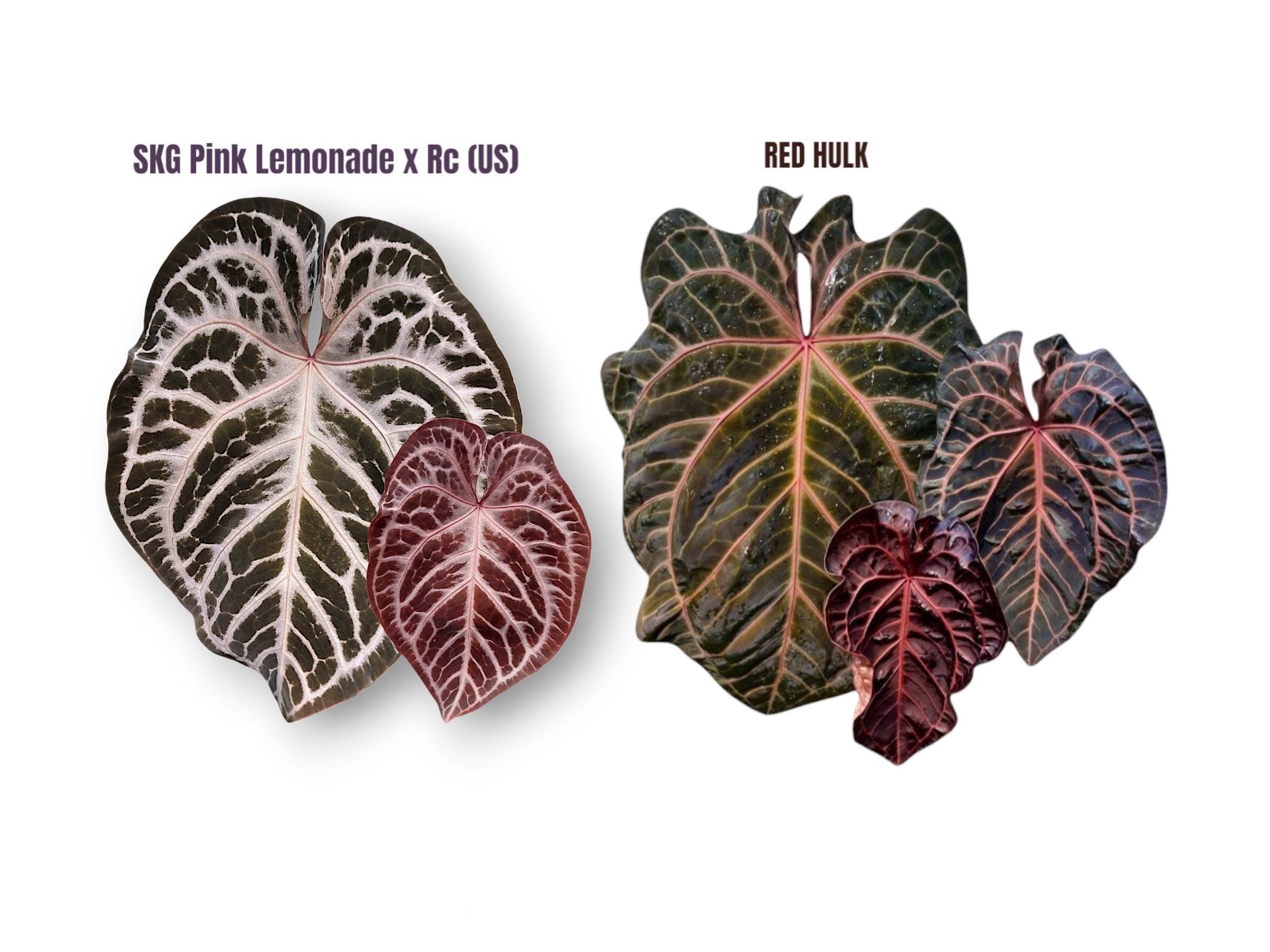 Anthurium crystallinum red - Etsy 日本