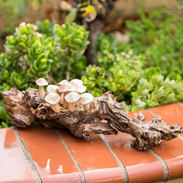 Hand-Carved Mushroom Parasite Wood Sculpture on Teak Base