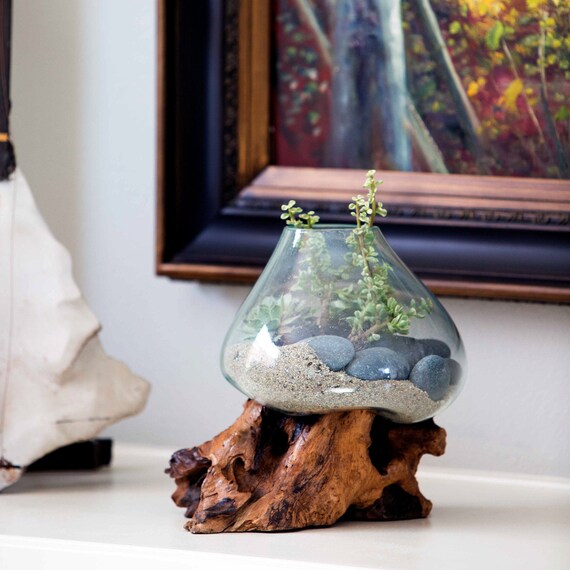Large Terrarium Glass Vase Bowl On Root Wood Hand Blown - Melted Glass And Wood Terrarium Large Terrarium Glass Vase Bowl On Root Wood Hand Blown - Melted Glass And Wood Terrarium