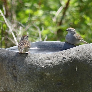 Natural Hand Carved River Stone Bird Bath Bowl - 2XLarge