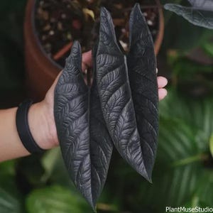 Puede incluir: Primer plano de tres hojas grandes de color verde oscuro con vetas prominentes. Las hojas se sostienen en la mano de una persona, con un fondo borroso de una planta en maceta. Las hojas tienen una superficie texturizada y un brillo brillante.