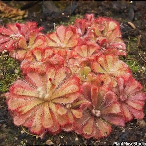 May include: A cluster of vibrant, reddish-pink carnivorous plants with fan-shaped leaves. The leaves have a radial pattern with a yellow center and are covered in tiny, hair-like structures. The plants are set against a dark, earthy background.