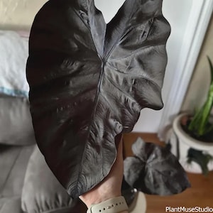 Puede incluir: Una hoja grande, oscura, casi negra, con vetas prominentes se sostiene en una mano. La hoja tiene una superficie texturizada y un brillo brillante. Otra hoja similar es visible en el fondo, junto con una planta en maceta.