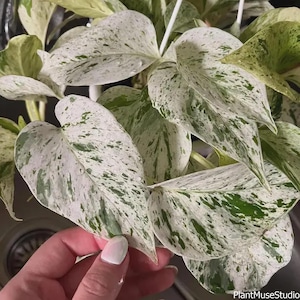 May include: Close-up of a houseplant with large, heart-shaped leaves. The leaves are primarily white with irregular green speckling and patches. The plant has a lush, vibrant appearance, suggesting it is well-cared for. The image is well-lit, highlighting the details of the foliage.