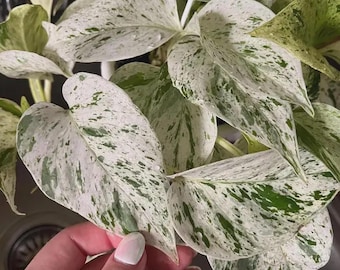 Marble Queen Pothos Live Plant Variegated Pothos Indoor Houseplant Easy Care Trailing Plant Aesthetic Home Decor Gift