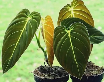 Philodendron gloriosum velours coeur feuille rare aroïde plante d'intérieur tropicale d'intérieur plante vivante