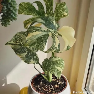 May include: A potted Monstera plant with large, variegated leaves in shades of green and cream. The plant is in a white ceramic pot filled with soil. The leaves have a unique pattern, adding visual interest to the indoor plant.