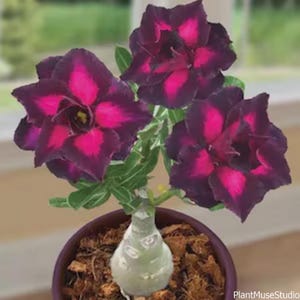 May include: A potted desert rose plant with three vibrant, dark purple and magenta flowers. The flowers have a star-like shape and are set against green leaves. The plant is in a brown pot with a bulbous base.