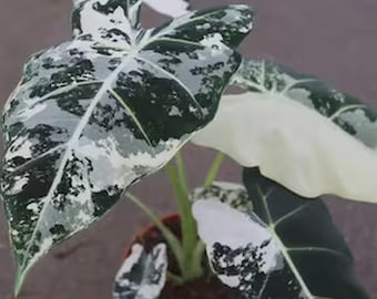 May include: A potted Alocasia plant with large, variegated leaves. The leaves display a striking pattern of dark green, white, and gray patches. The plant is in a small, brown pot, and the background is a neutral color.