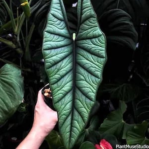 Puede incluir: Primer plano de una hoja grande, texturizada y verde con vetas prominentes. La hoja se sostiene en una pequeña maceta negra, rodeada de otro follaje verde. La superficie de la hoja tiene una textura ondulada única.