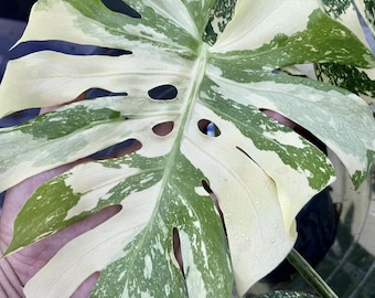 Monstera Albo Variegata Live Plant Rare Variegated Monstera Cutting Indoor Tropical Houseplant Aesthetic Home Decor Gift for Plant Lovers