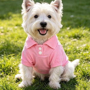 Può includere: Un piccolo cane West Highland White Terrier bianco con orecchie a punta e naso nero che indossa una polo a maniche corte color rosa chiaro. La maglia presenta un colletto classico e un'abbottonatura frontale con due bottoni bianchi sul petto.