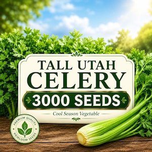 3000 Tall Utah Celery Seeds, Green Stalk Vegetable Garden Planting