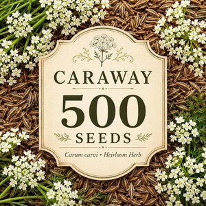 May include: A beige rectangular label with decorative edges featuring the text CARAWAY 500 SEEDS Carum carvi Heirloom Herb. The label is surrounded by a dense arrangement of small white flowers and brown, crescent-shaped caraway seeds.