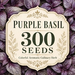 300 Purple Basil Seeds | Dark Purple Culinary Herb | Ocimum basilicum | Aromatic Basil for Containers, Herb Gardens & Pollinators