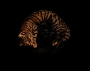 Décoration murale douce · Illustration poétique de chats · Téléchargement numérique · Décoration sur le thème des chats