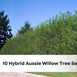 May include: A vibrant image of a row of lush, green Aussie Willow trees under a clear blue sky. The text "10 Hybrid Aussie Willow Tree Seeds" is displayed at the bottom. A logo for Greenlifery is in the upper right corner.