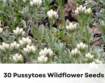 30 Pussytoes Wildflower Seeds | Antennaria plantaginifolia | Native Ground Cover | Hardy Perennial | Pollinator Friendly