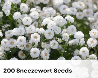 200 Sneezewort Seeds | Achillea ptarmica | Hardy Perennial Wildflower | White Blooms | Easy Grow