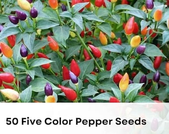 50 Five Color Pepper Seeds | Capsicum annuum | Exotic Ornamental Pepper Plant | Vibrant Multicolor Garden Display