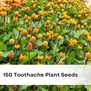 May include: A field of toothache plants with yellow flower heads and green leaves. The image includes the text "150 Toothache Plant Seeds" in a white banner across the bottom. The GreenLifery logo is in the upper right corner.