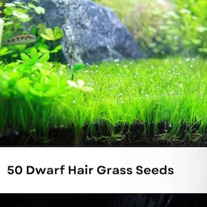May include: A patch of vibrant green dwarf hair grass growing in a dark substrate, featuring thin, blade-like foliage with small water droplets. The image includes the text 50 Dwarf Hair Grass Seeds and a GreenLifery logo in the corner.