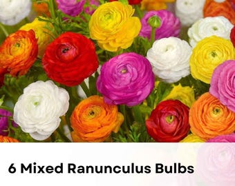 6 Mixed Ranunculus Bulbs | Large Healthy Corms, Spring Cut Flower Garden Blooms