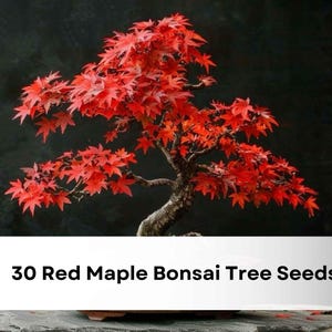 May include: A vibrant red maple bonsai tree with lush, detailed leaves. The tree's branches are artfully shaped, set against a dark background. The image includes the text "30 Red Maple Bonsai Tree Seeds".