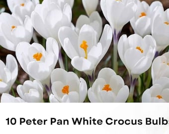 10 Peter Pan White Crocus Bulbs | Early Spring Blooming Perennial Flowers