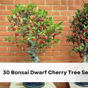 May include: Two bonsai dwarf cherry trees with vibrant red fruit and green leaves are displayed against a brick wall. The trees are in dark blue pots. The text "30 Bonsai Dwarf Cherry Tree Seeds" is at the bottom of the image.