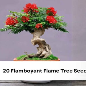 May include: A bonsai tree with vibrant red flowers and green foliage. The tree has a gnarled, light-colored trunk and sits in a rectangular pot with green moss. The image includes the text "20 Flamboyant Flame Tree Seeds".